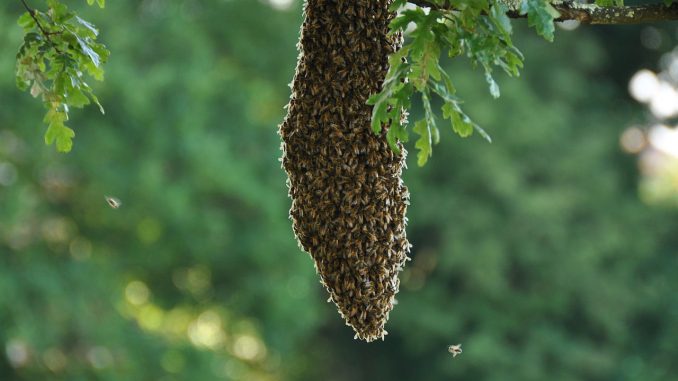 honey-bee-swarm-678x381