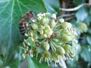 Bee on Ivy