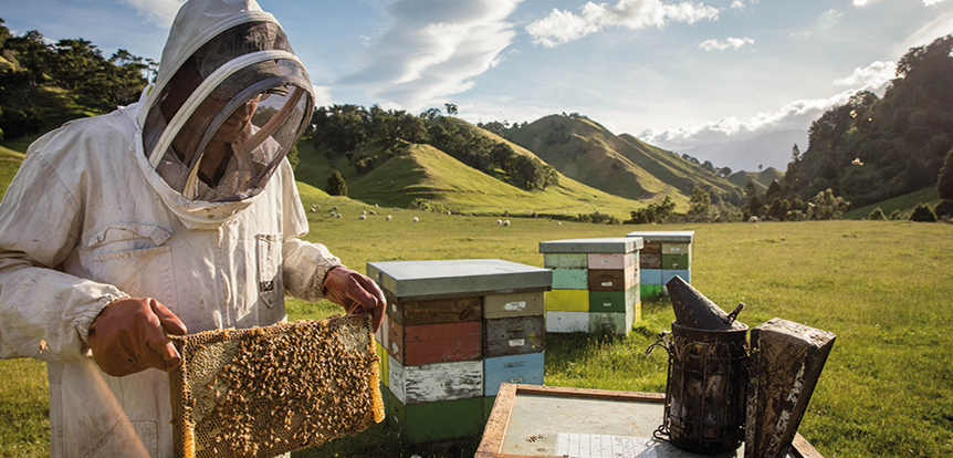 new zealand apiary