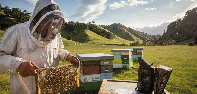 new zealand apiary