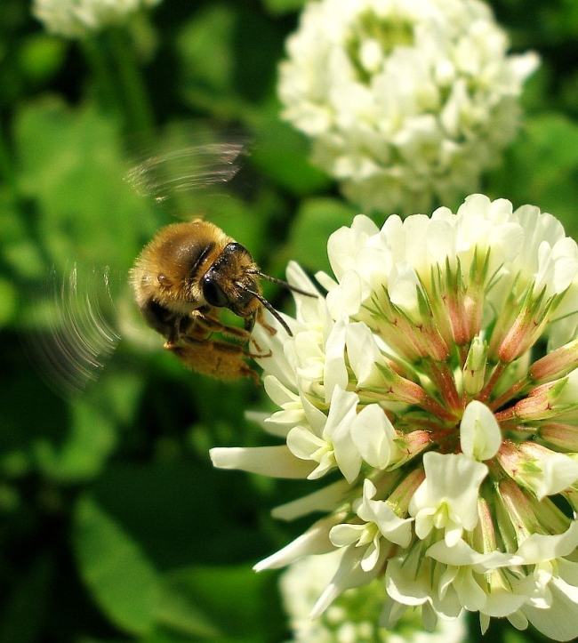 Bee-on-clover
