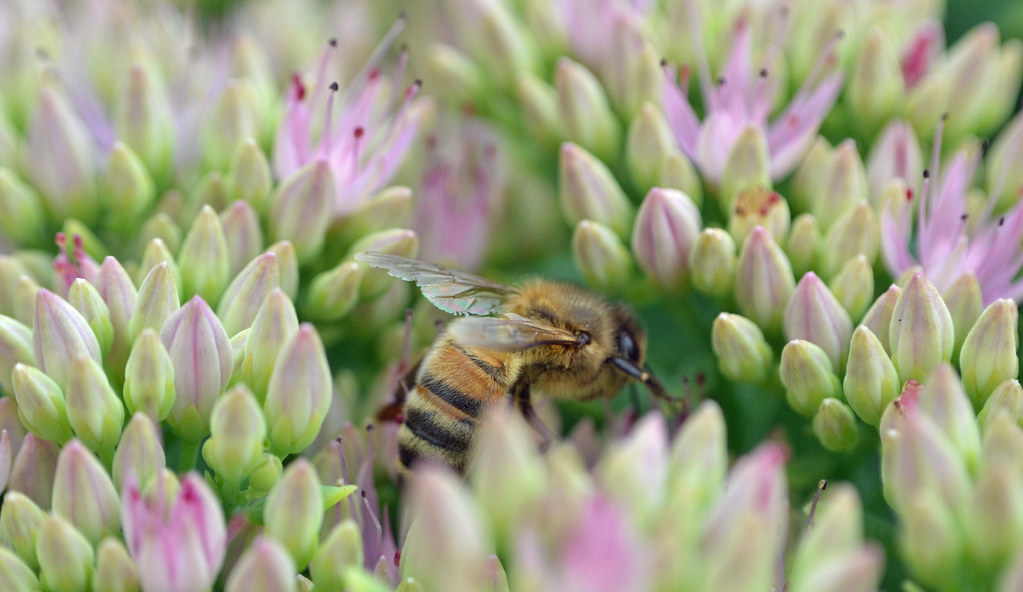 Honeybee on Sedum (Credit Conall McCaughey)