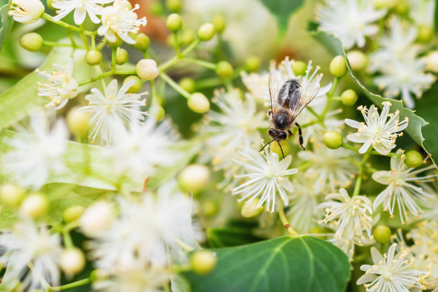 bee-pollinates-linden-flowers-honey-bee-lime-branches_98862-765