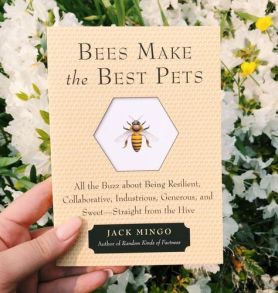 bees make the best pets