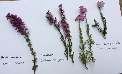 Heathers: Bell, Ling and Cross-leaved