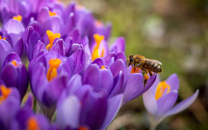 thumb2-bee-on-flowers-crocuses-spring-flowers-bee-collecting-honey-purple-flowers