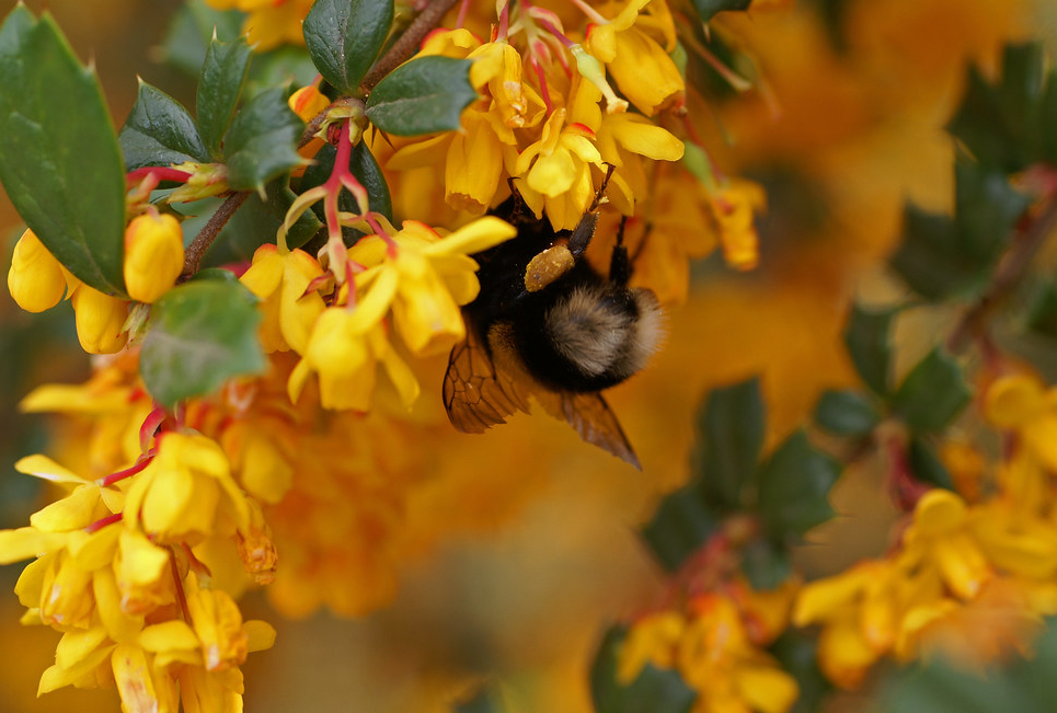 bumble bee on berberis