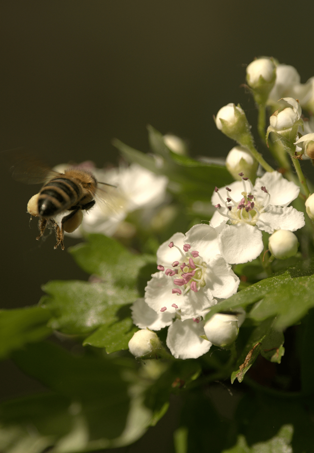 honey bee on hawthorn