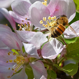 honey-bee-on-apple-blossom-gill-billington