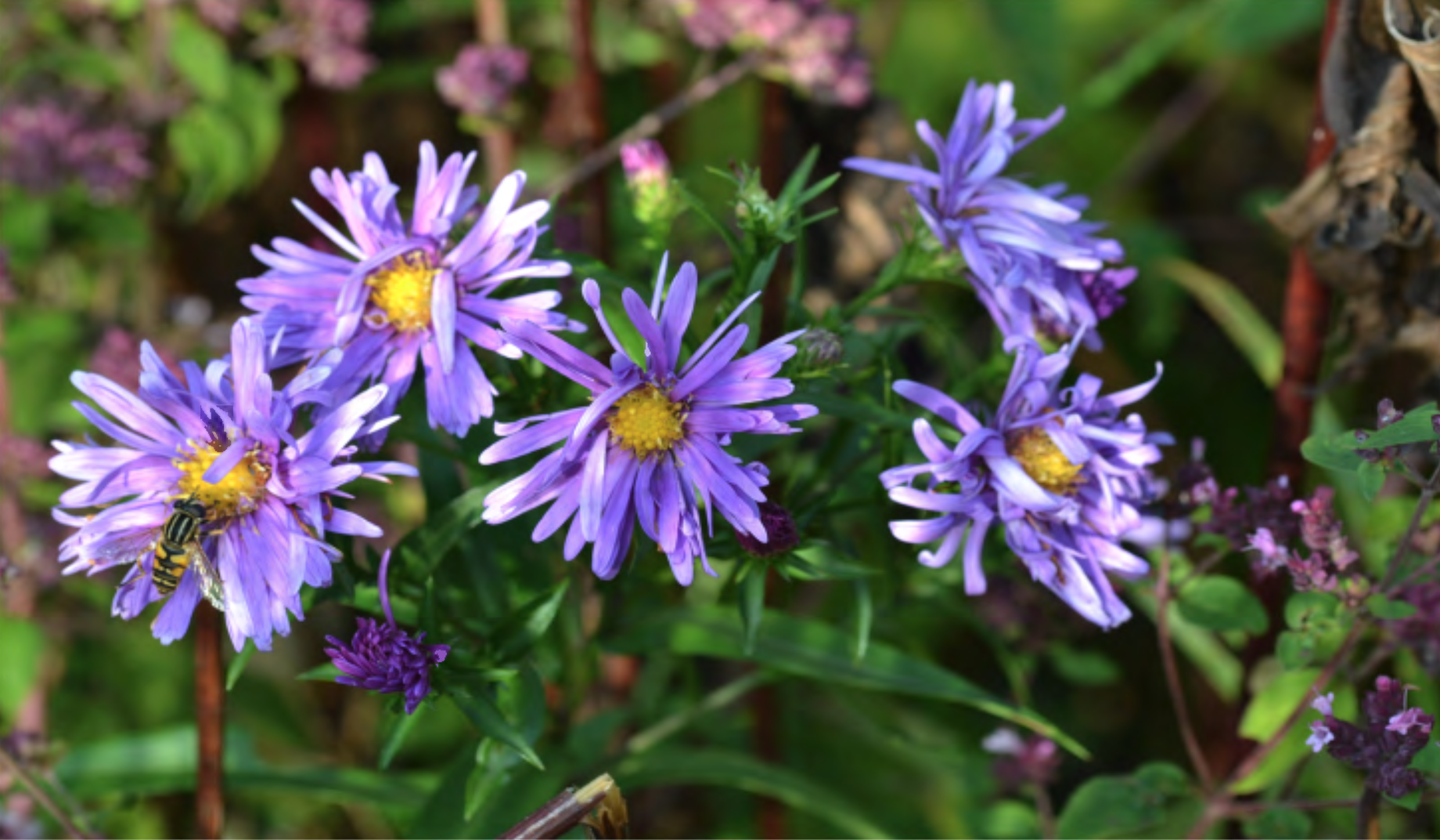 Screenshot 2024-11-24 at 15.16.54